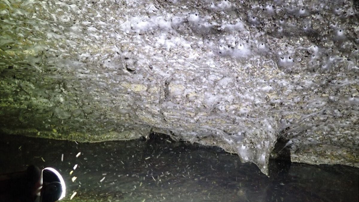 Abritant plus de 111 000 araignées, la plus grosse toile d'araignée au monde découverte dans une grotte