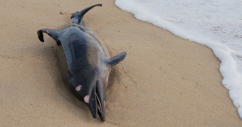 Depuis le début de l'année, plus de 600 cétacés sont morts dans le golfe de Gascogne, un triste record