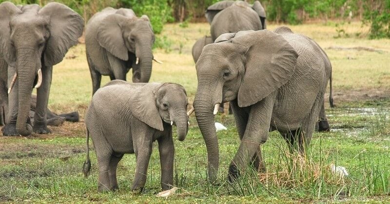 Selon l'UICN, les éléphants d'Afrique sont en danger critique d'extinction