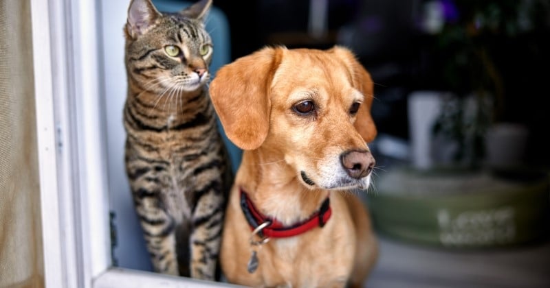 Toulouse lance la carte « urgence animal », pour aider les personnes hospitalisées à prendre soin de leurs animaux de compagnie