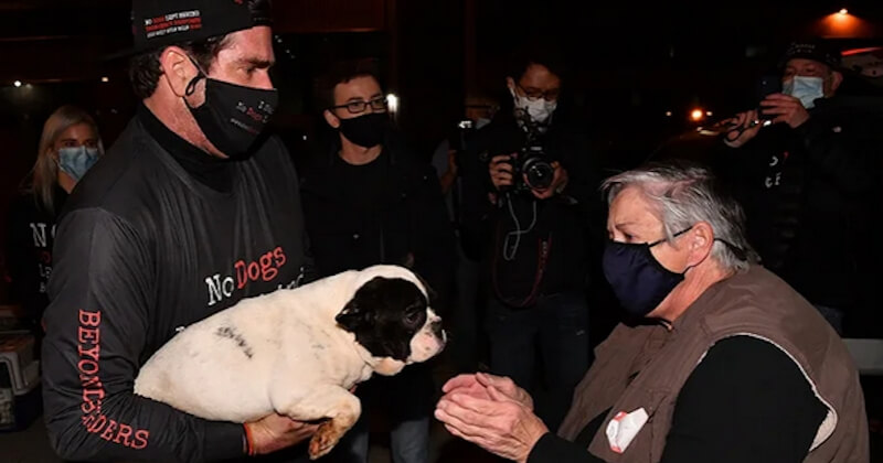 Des chiens sauvés du commerce de la viande en Chine atterrissent à New York pour rencontrer leurs nouvelles familles