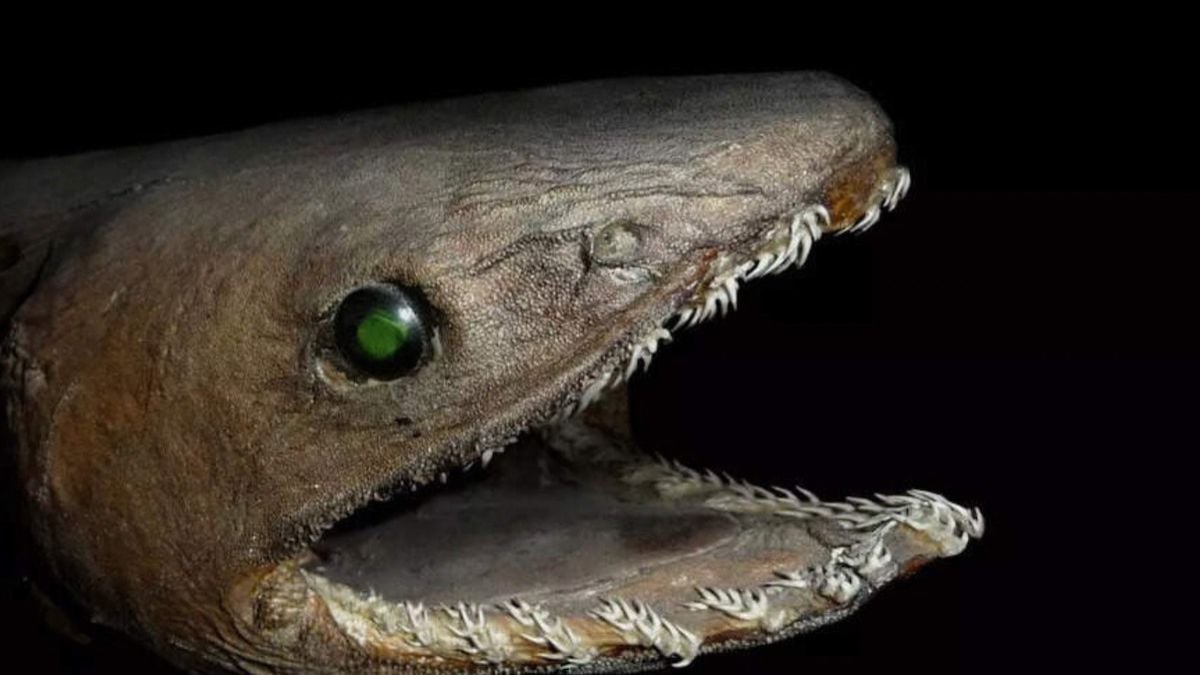 Cet ancien lézard qui vivait parmi les dinosaures existe toujours et il est aussi fascinant que terrifiant