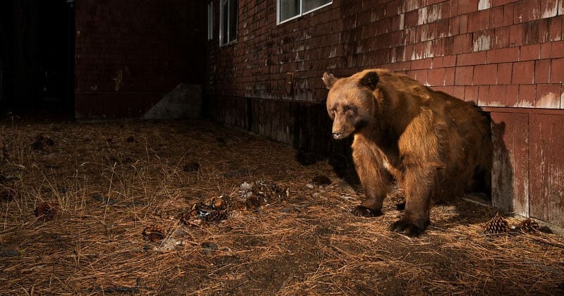 Fans d'animaux ? Ces superbes photos d'un prestigieux concours sont à couper le souffle