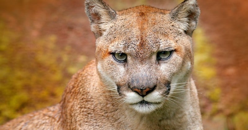 cougar animal disparu