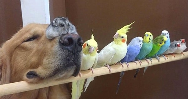 Un Golden Retriever se lie d'amitié avec 8 oiseaux et 1 hamster... Le résultat est juste adorable !