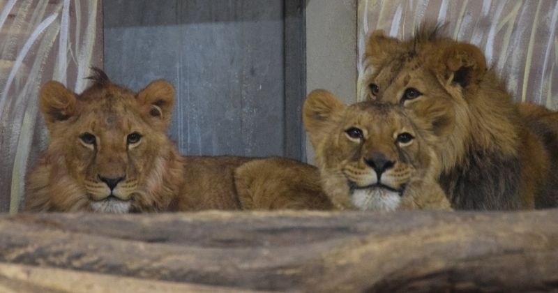 15 animaux sauvages, qui vivaient dans un refuge ukrainien, évacués vers d'autres refuges européens