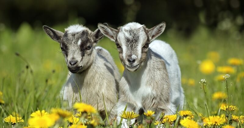 Une association propose d'adopter des chevreaux pour leur éviter l'abattoir	