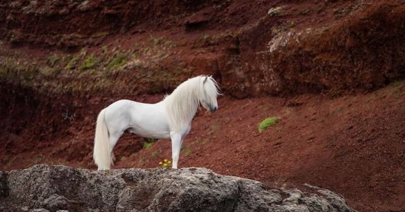 Ces photos de chevaux dans la nature islandaise sont à couper le souffle 