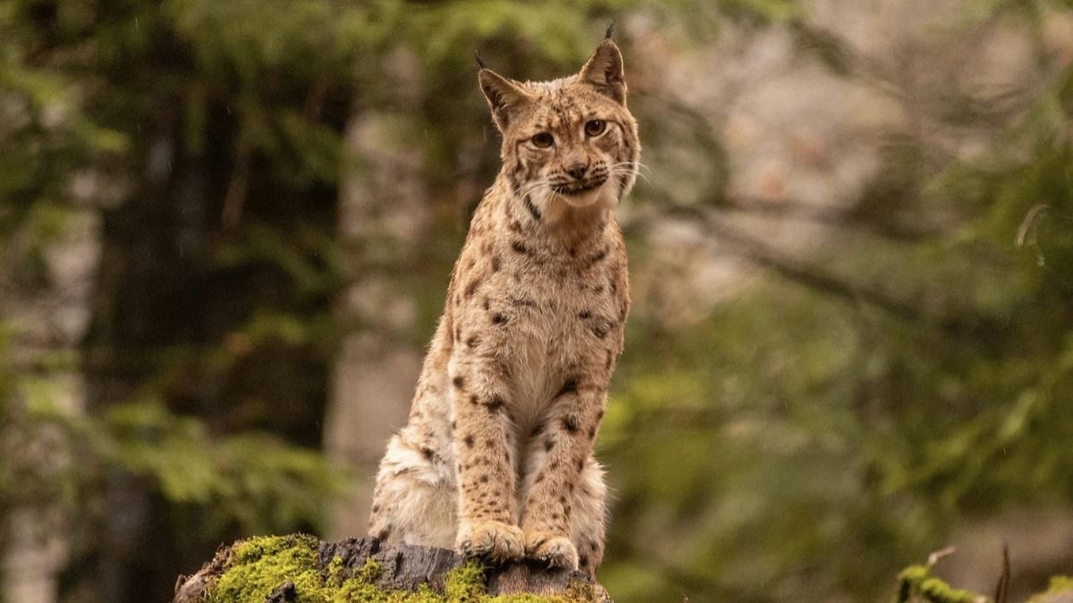 Jura : un lynx traverse la route devant lui, il l'immortalise avec de somptueux clichés