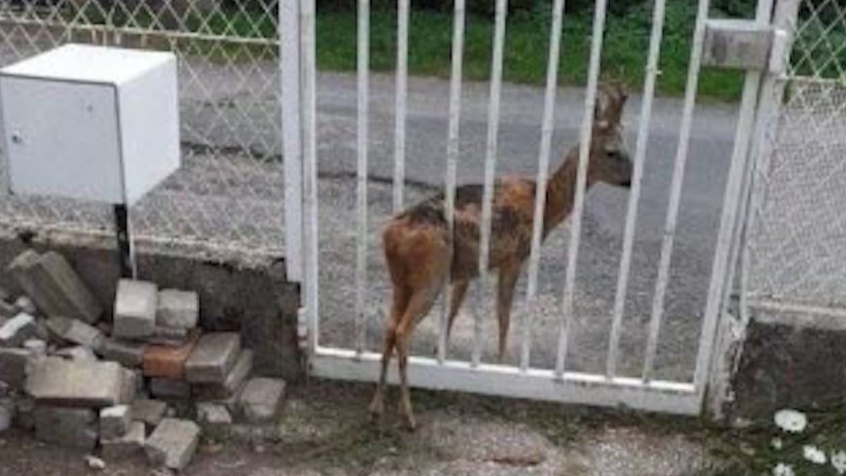 Il découvre un chevreuil coincé dans le portail de sa propriété 