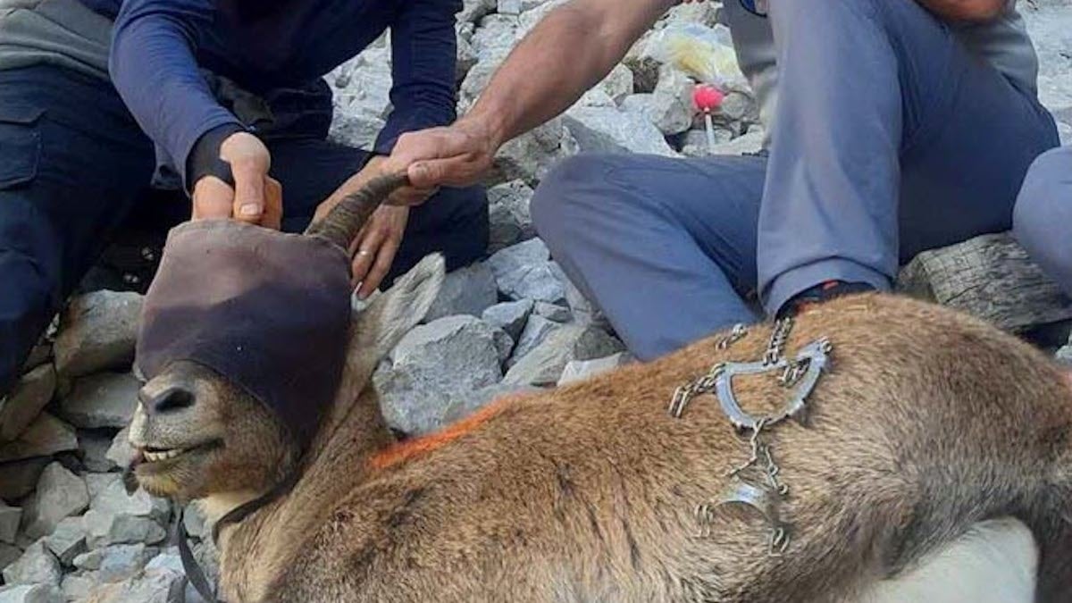 Ils sauvent un bouquetin qui vivait avec un crampon coincé dans sa mâchoire depuis plusieurs semaines