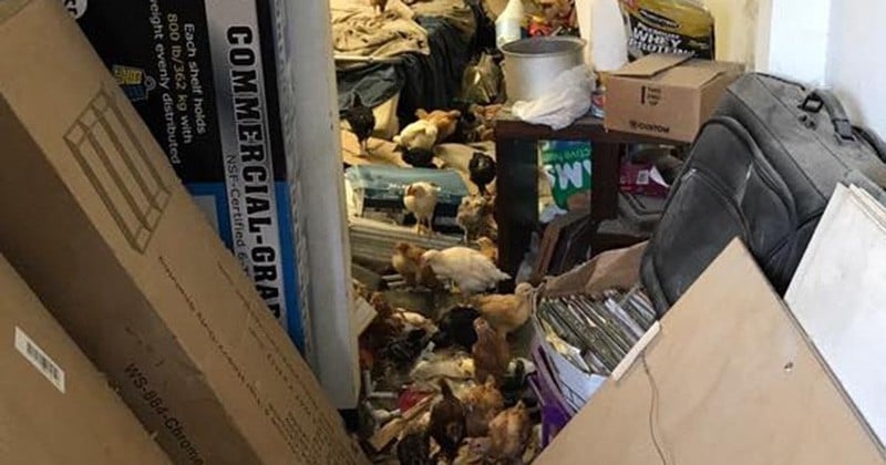 1 000 animaux morts ont été retrouvés dans un local commercial aux États-Unis