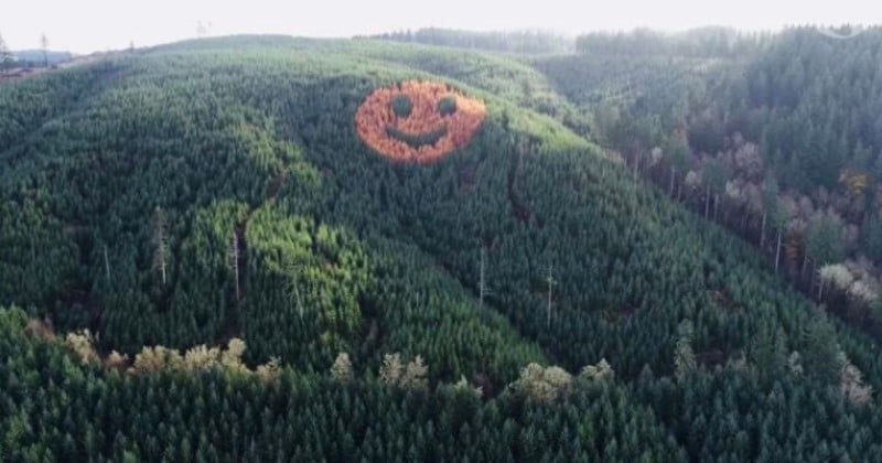 Ces sapins qui jaunissent pendant l'automne forment un smiley géant dans cette forêt de l'Oregon