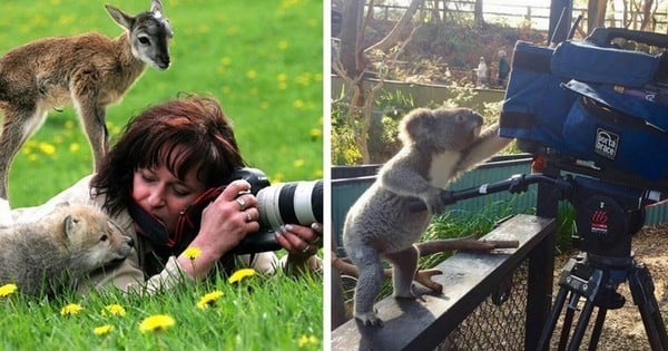 25 animaux qui tentent de s'initier à la photographie... Adorable !