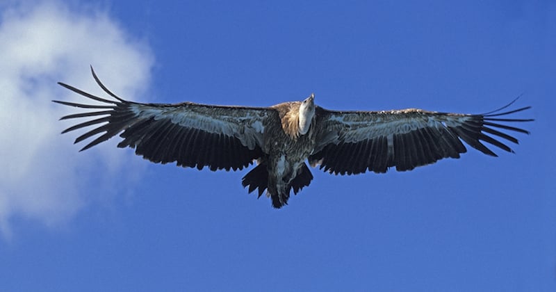 Un vautour africain menacé d'extinction a été aperçu en Aveyron, un phénomène exceptionnel ! 