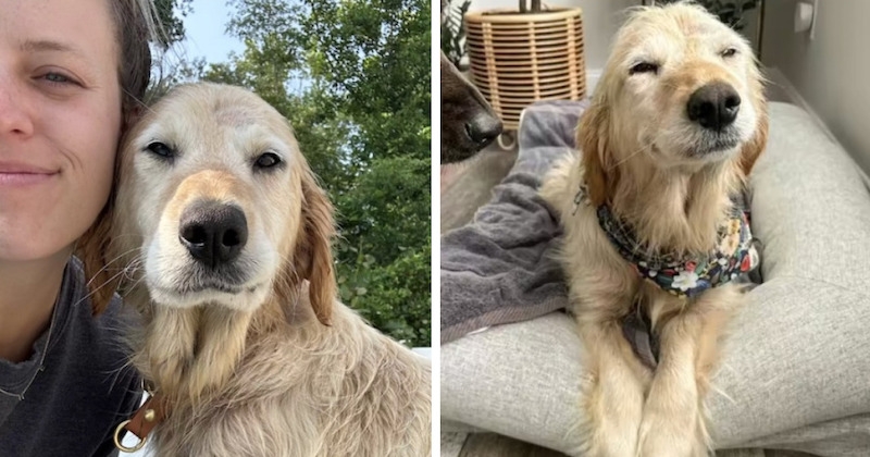 	Cette adorable chienne ne peut s'empêcher de sourire après avoir été sauvée par une famille au grand coeur