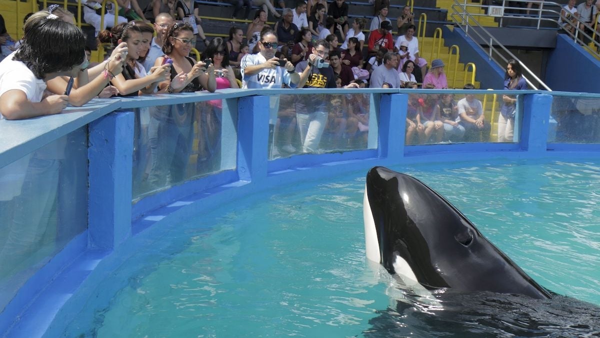L'orque Tokitae, sur le point d'être libéré, décède après 53 ans de captivité