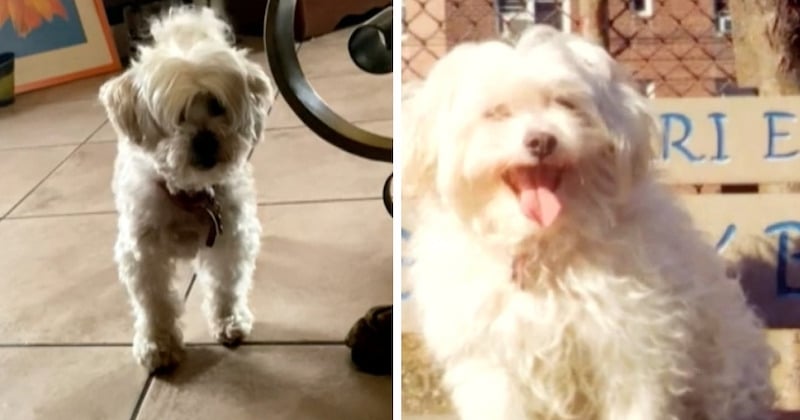 Une chienne de 19 ans euthanasiée quelques heures après s'être échappée de chez elle, sa famille a le coeur brisé