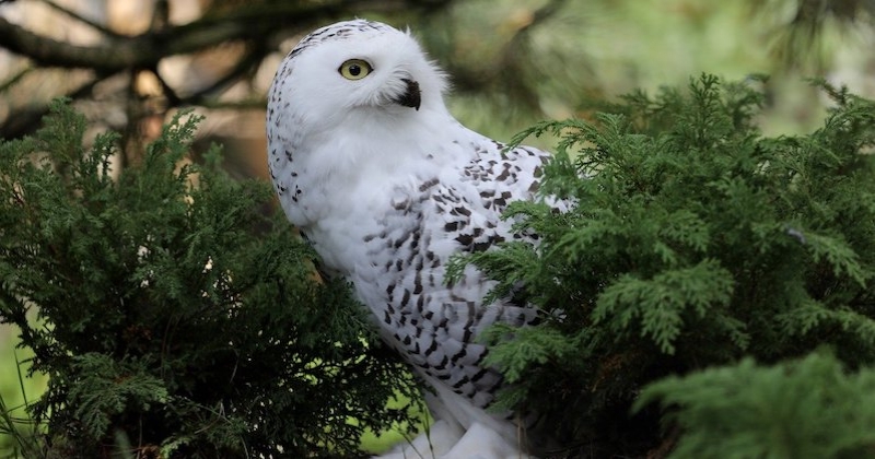 Top 8 des plus beaux oiseaux du monde 