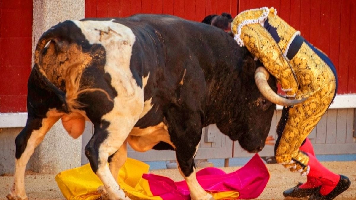 Un torero transpercé sur 30 cm et projeté dans les airs par un taureau en pleine corrida