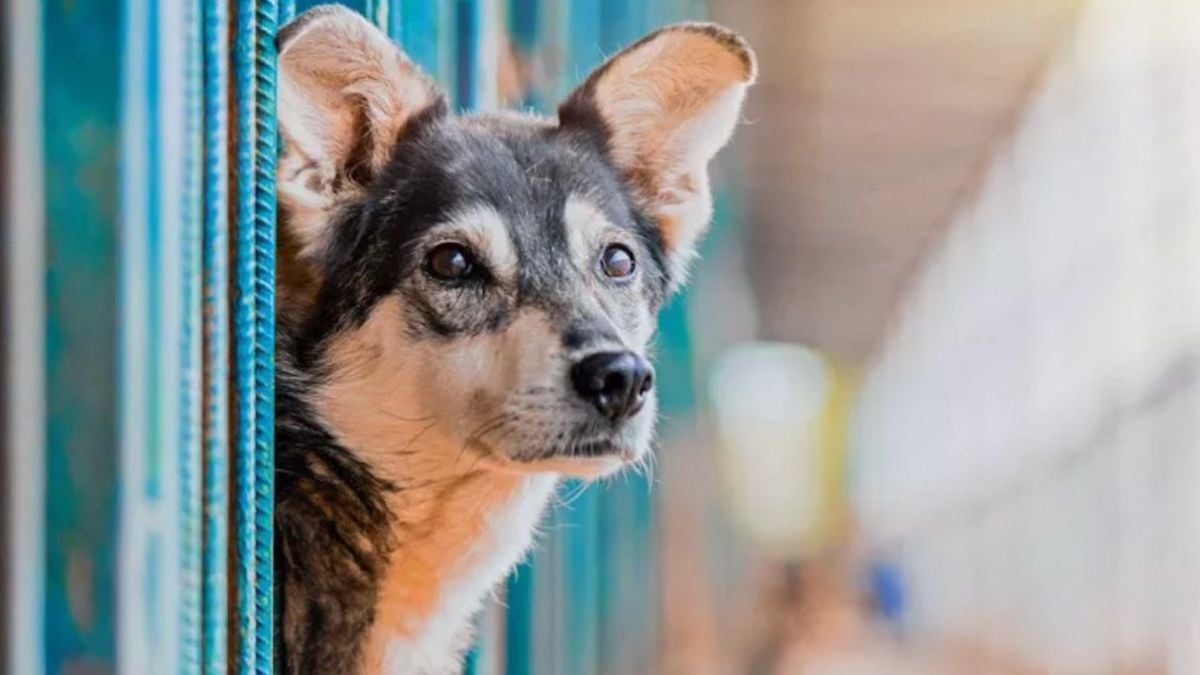  Une femme donne son chien, puis l'adopte à nouveau après l'avoir vu dans un refuge pour animaux