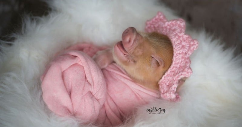 Cette photographe réalise une séance photo de nouveau-né avec un porcelet adorable