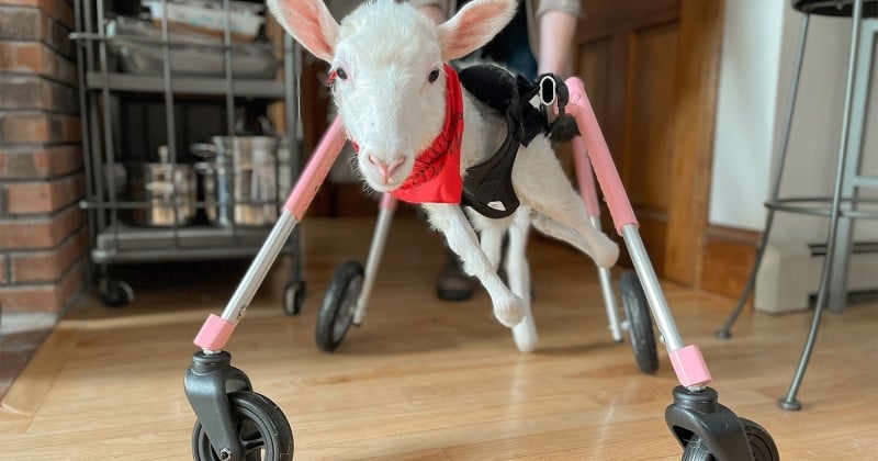 Cet agneau abandonné et victime de malnutrition a un fauteuil roulant adapté qui lui permet de se déplacer 