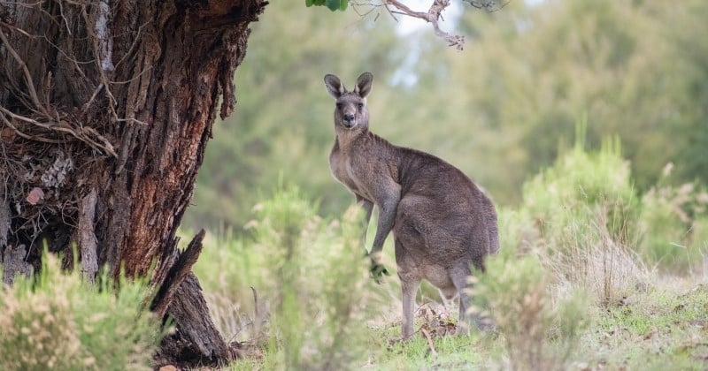 Top 15 des animaux à voir en Australie