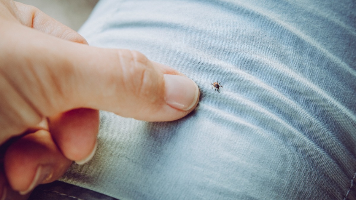 Morsure de tique : comment retirer une tique et prévenir la maladie de Lyme ?