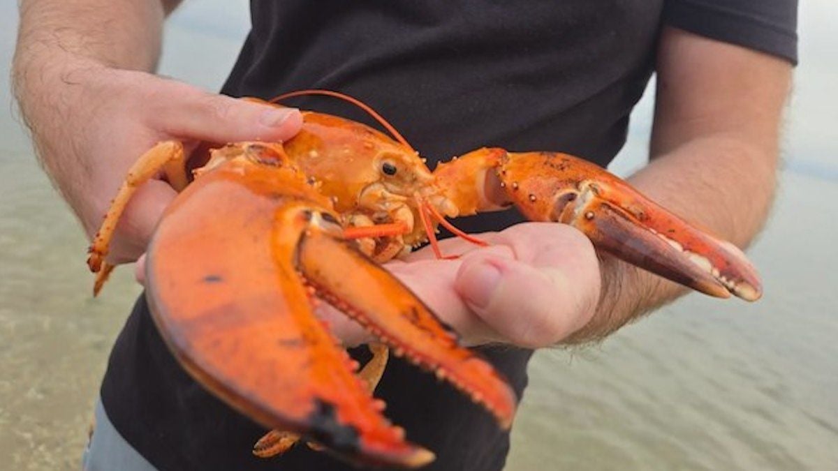 Il trouve un homard orange rarissime dans un supermarché, l'achète et le relâche dans l'océan