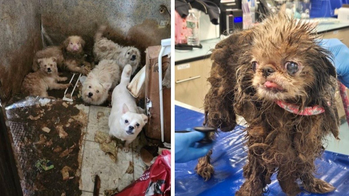 Chiens retrouvés dans la maison de l'horreur 