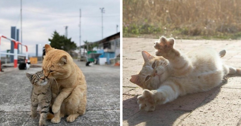 Le quotidien amusant des chats errants du Japon immortalisé par un photographe