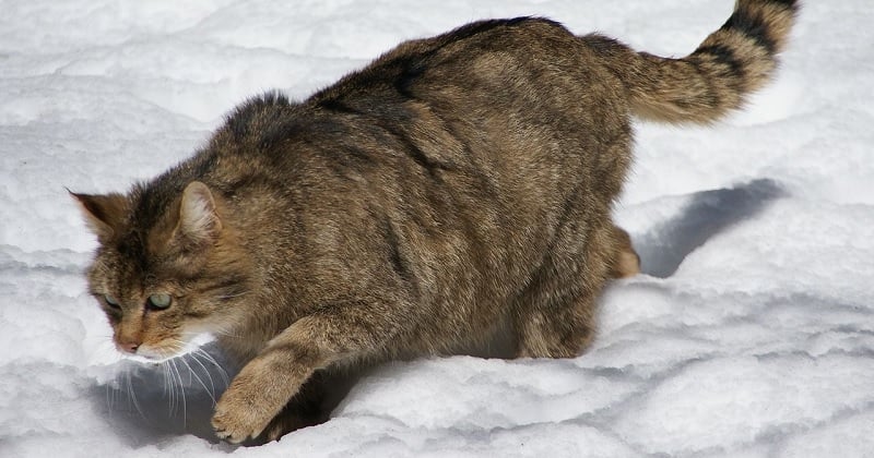 Savoie : disparu depuis plus d'un siècle, le chat sauvage a été repéré par un piège photographique