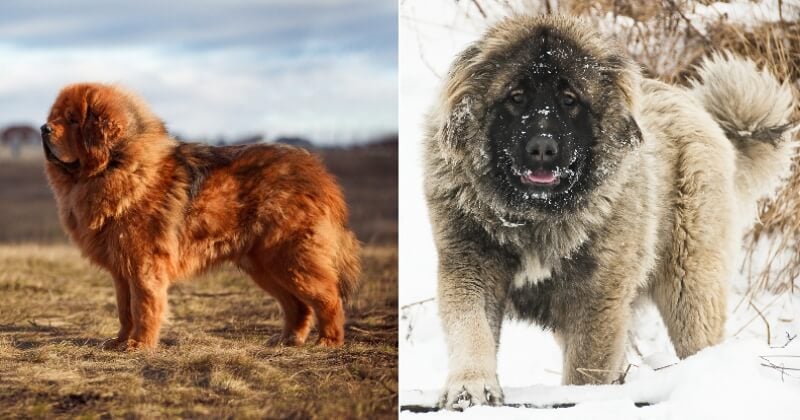 Ces 12 races de chien ressemblent vraiment à des peluches, pourtant elles sont bien réelles