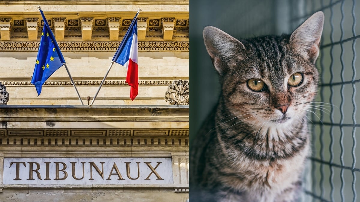 Battue par son maître, une chatte reçoit 100 € de dommages et intérêts, une première en France