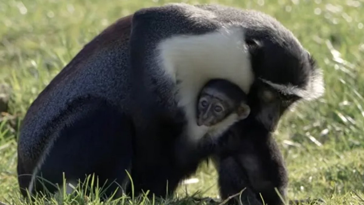 Masaya, une guenon en voie de disparition, et son nouveau-n&eacute; 