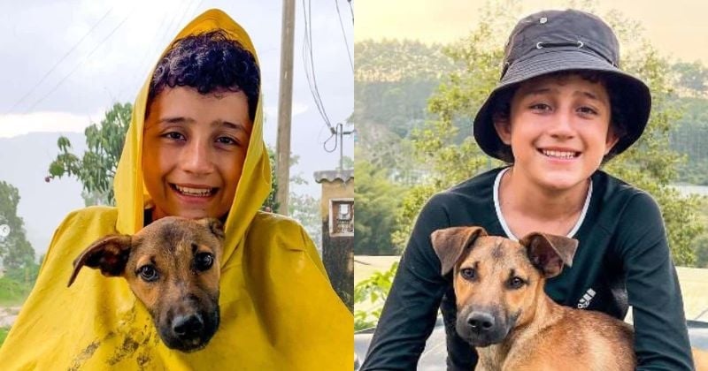 « Ils l'ont empoisonné » : ce jeune adolescent est inconsolable après la mort de son chien