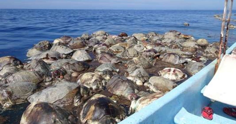 Au Mexique, des centaines de tortues protégées sont mortes piégées par un filet de pêche