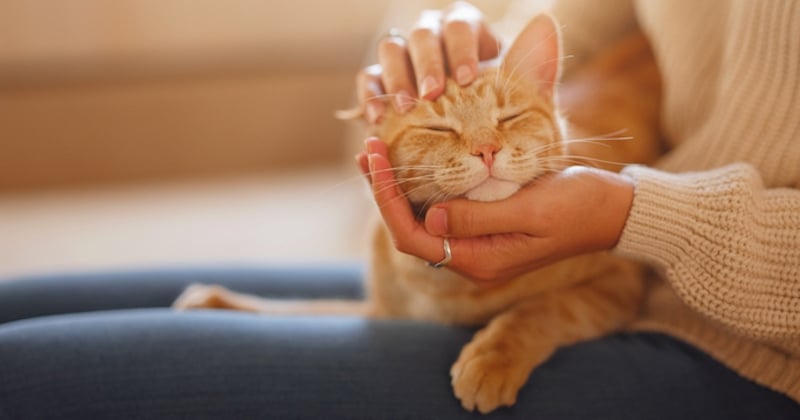 Isère : un chat retrouve ses maîtres adorés trois ans après avoir disparu 