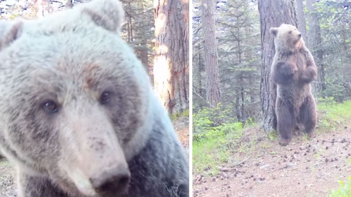 Il parvient à filmer, de très près, un ours brun dans les Pyrénées, la vidéo est fascinante