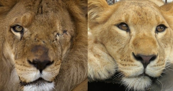 Après une vie de maltraitance, 33 lions sauvés par une ONG découvrent les joies de la liberté dans un refuge au cœur de la savane