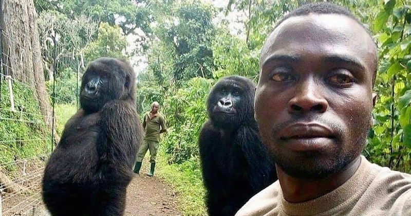 Au Congo, deux gorilles tapent l'incruste sur un selfie avec style et cassent internet