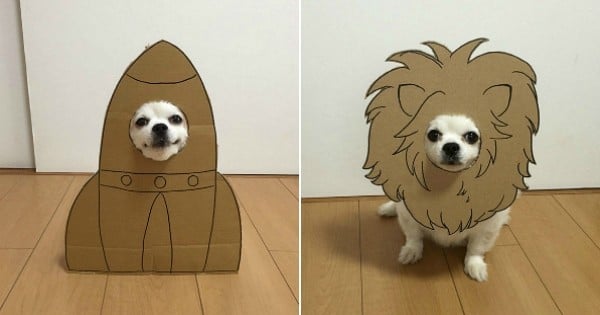 Elle recycle ses vieux cartons en créant des costumes géniaux pour son chien
