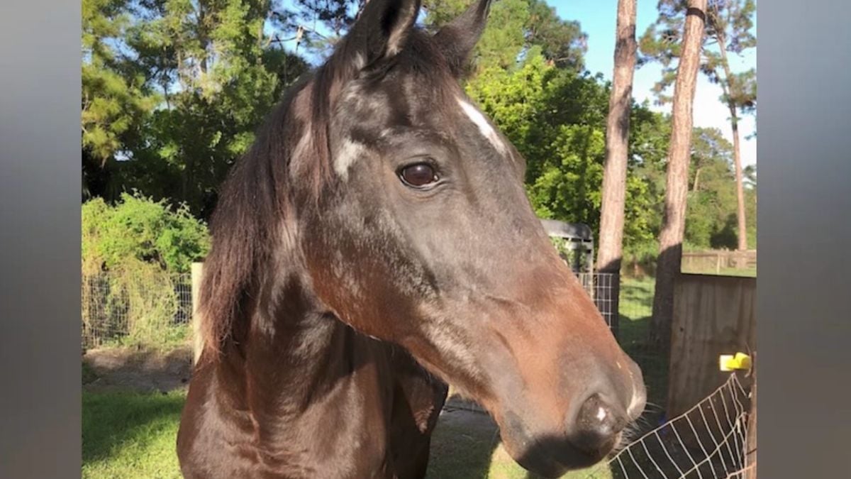 Mokie, le plus vieux cheval au monde, qui fut la propriété d'une des plus grandes stars d'Hollywood, est mort à 40 ans 