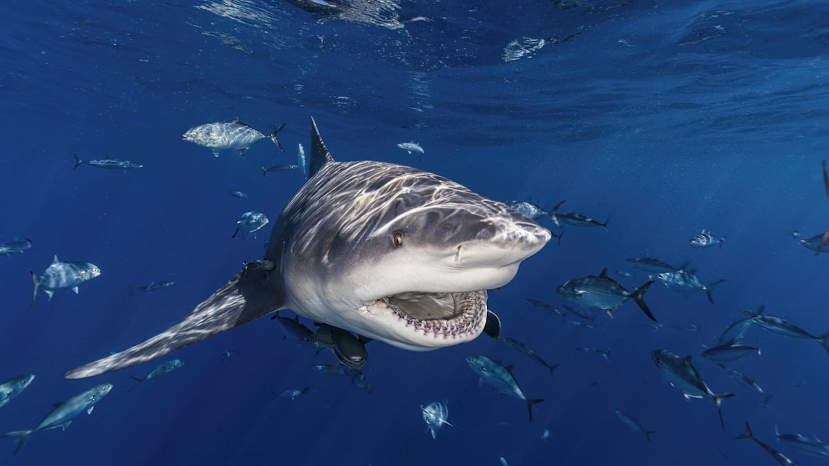 « Il lui a presque arraché la jambe » : un Brésilien de 13 ans meurt après une attaque de requin sur une plage touristique 