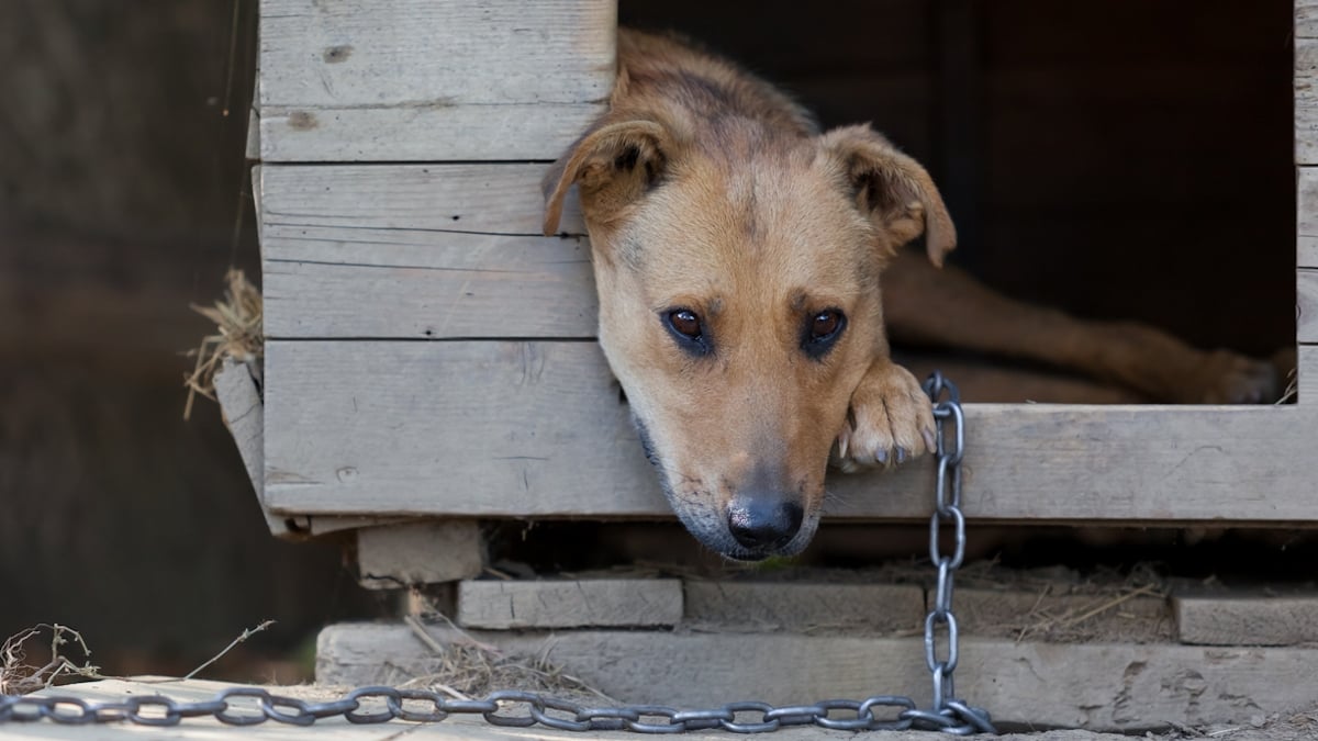 Une bénévole de 30 Millions d'amis secourt une chienne qui vivait attachée dehors 