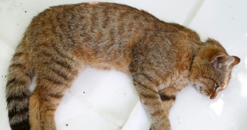 Le chat-renard, une nouvelle espèce sauvage a été recensée en Corse 