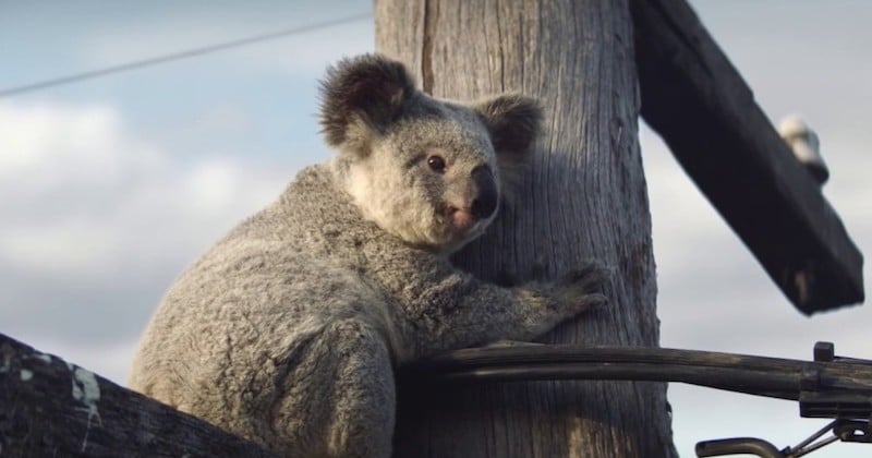 Ces deux publicités vont vous faire changer de comportement envers les animaux