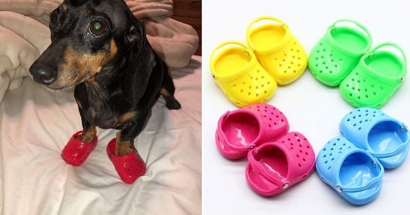 Les Crocs existent désormais pour les chiens, parce qu'eux aussi ont le droit d'avoir du style !