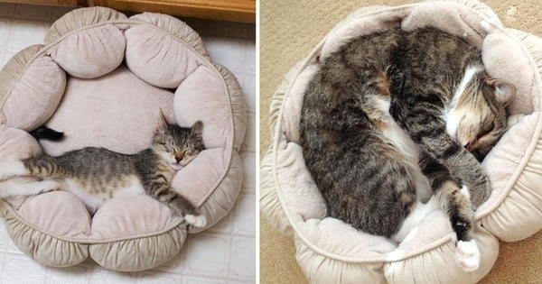 15 photos de chatons recréées à l'identique quand ils sont adultes ! Vraiment trop mignons...